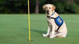 PAWS Holland Scramble