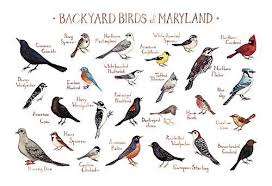 Birds Of North America Poster Amazon Backyard Birds Of Maryland Field Guide Art Print Want Additional Info Click On The Image Amazon Affiliate Lin Birds Of Georgia Backyard Birds Bird Poster