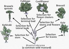 Evolution I Flower Science Selective Breeding Science Education