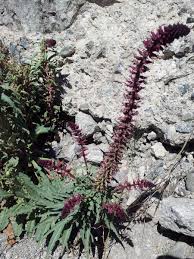 Image result for Lysimachia ruhmeriana