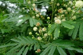 Image result for Acacia mearnsii