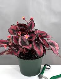 Image result for Begonia nyassensis