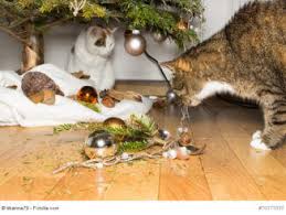 Haustier vermisst melden und ein suchplakat erstellen. Katze Entlaufen Was Tun Ein Ratgeber Vom Haustiermagazin