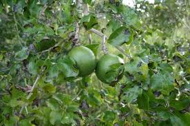 Image result for Strychnos innocua