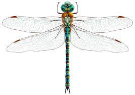 Dragonfly Png Clip Art Best Web Clipart Dragonfly Png Dragonfly Dreams
