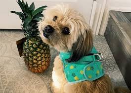 Trendymami.com has been visited by 10k+ users in the past month Pros Cons Of Human Food To Our Pets Can Dogs Eat Pineapple K9 Web