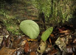 Image result for Begonia potamophila