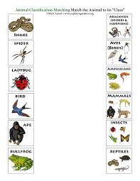 Before we start learning about specific animals, i'm going to throw animal classification is what we'll be looking at first. Match The Animals To Their Class