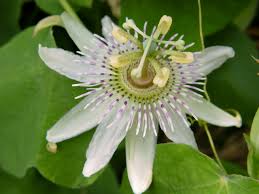 Image result for Passifloraceae