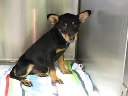 I think it's impossible not to fall in love with them check with the animal shelters, veterinarians and rescue groups in your area for a teacup chihuahua to adopt. Chihuahua Mix Puppy Up For Adoption In Farmington Farmington Ct Patch