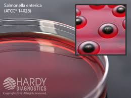 Degradation of xylose, lactose, and sucrose to acid causes phenol red to change its color to yellow. Xld Agar Culture Media Key Scientific Products
