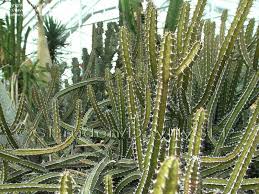 Image result for Euphorbia griseola