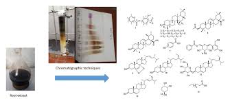 Image result for Rytigynia sp. N