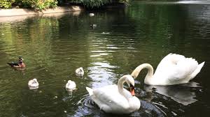 Cambrai Trois Bebes Cygnes Sont Nes Au Jardin Public