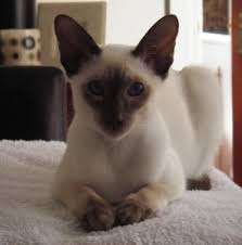 Then my mom reminds me that rosalie was a part of my life every single day for sixteen and a half years so if i want to randomly. The Chocolate Point Siamese