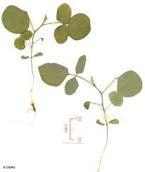 Image result for Desmodium intortum