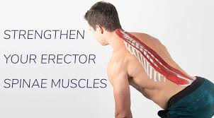 A set of four smaller muscles in the shoulder responsible for rotating the humerus attachments: How To Strengthen Your Erector Spinae Muscles Moveu