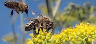 Bee venom is collected from bees and is specially prepared for use in creams, pellets, honey, and tinctures. Mengenal Bee Venom Dan Manfaatnya Untuk Perawatan Kulit Doktersehat