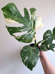 Variegated Monstera Deliciosa Which One Is Which Verdant Dwellings