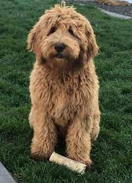 Brickhaven Labradoodles Australian Labradoodle Breeder Labradoodle Puppies Washington Labradoodle Puppy Labradoodle Breeders Australian Labradoodle Puppies