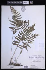 Image result for Amauropelta bergiana