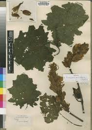 Image result for Justicia asystasioides