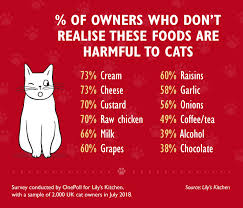 cat owners are unknowingly feeding