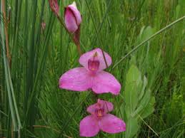 Image result for Dasylepis racemosa