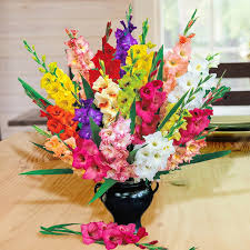 Image result for Gladiolus hollandii