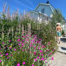 Diese lichtnelke findet man in vielen bauerngärten. Lychnis Coronaria Kronen Lichtnelke Nordischer Garten Shop