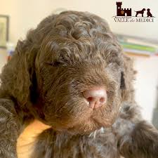Check spelling or type a new query. Lagotto Romagnolo Health Character And Price Italian Water Dog