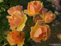 Donec quam felis, ultricies nec, pellentesque eu, pretium quis, sem. Buy Happy Dance Climbing Rose Agel Rosen