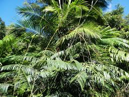 Image result for Calamus deerratus