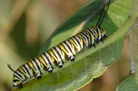 Black And White Striped Caterpillar Stalking A Striped Worm Plant Leaves Monarch Butterfly Caterpillar