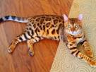 Bengal cat - Wikipedia