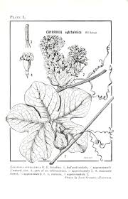 Image result for Cogniauxia trilobata