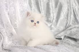 Since the demand is high, it somehow puts on a notion that these babies are more special. Prices Of Persian And Himalayan Kittens There Is No One Set Pricepersian Himalayan Kittens For Sale In A Rainbow Of Colors In Business For 32 Years
