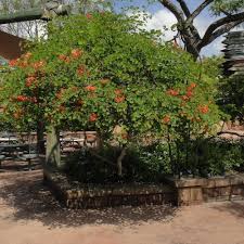 Image result for Tetradenia galpinii