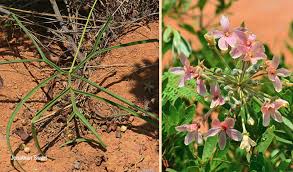 Image result for Pelargonium luridum