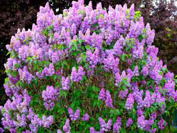 Most relevant best selling latest uploads. Lilac Identification Leaves Bark Habitat Syringa Spp