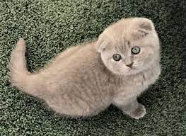 Scottish Fold Shorthair Female Kitten 1800 Scottish Fold Kittens Cat Scottish Fold Scottish Fold