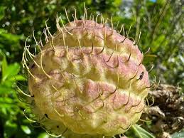 Image result for Gomphocarpus kaessneri