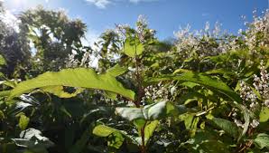 Vente de cerisier à fleurs, cerisier du japon ou prunus. Enfin Une Solution Pour Lutter Contre La Renouee Du Japon Sur Les Rives Du Lac Du Bourget