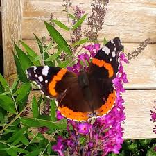 atalanta vlinder vlinderstruik showtuin natuurvol vlinderstruik tuin vlinders