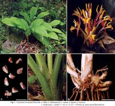Image result for Zingiberaceae