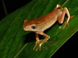 Pin En Frogs