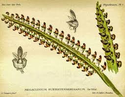 Image result for Bulbophyllum schimperianum