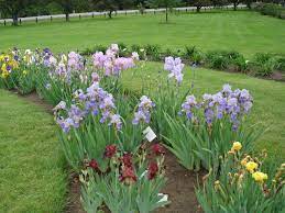 Beautiful Iris Bed Iris Garden Iris Flowers Lawn And Garden