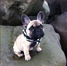 french bulldog puppy chiots bouledogues bouledogues toutous