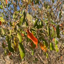 Image result for Croton gratissimus